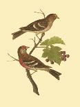 Antique Bird Pair I-James Bolton-Laminated Art Print