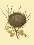 Antique Bird's Nest I-James Bolton-Stretched Canvas