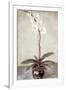 Gramercy White
