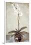 Gramercy White
