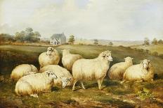 Sheep in a Meadow-James Charles Morris-Framed Stretched Canvas