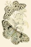 European Butterflies and Moths-James Duncan-Stretched Canvas