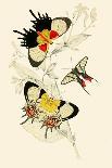 European Butterflies and Moths-James Duncan-Framed Stretched Canvas