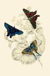 Insects: Locusta Migratoria and Locusta Dux-James Duncan-Framed Art Print