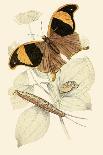 Butterfly, Dragonfly, and Beetles-James Duncan-Art Print