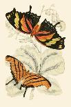 Insects: Locusta Migratoria and Locusta Dux-James Duncan-Art Print