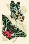 Butterfly, Dragonfly, and Beetles-James Duncan-Art Print