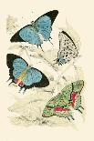 Insects: Aphana Submaculata and Membracis Fetiata-James Duncan-Art Print