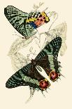 European Butterflies and Moths-James Duncan-Art Print