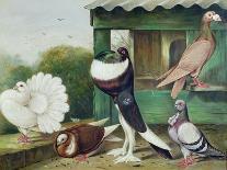 Pouter Pigeons-James E. Bourhill-Mounted Giclee Print