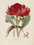 A Specimen of the Botany of New Holland-James Edward Smith-Framed Giclee Print
