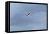 James' Flamingo in Flight Against a Cloudy Dramatic Sky-Alex Saberi-Framed Stretched Canvas