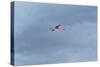 James' Flamingo in Flight Against a Cloudy Dramatic Sky-Alex Saberi-Stretched Canvas