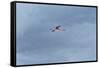 James' Flamingo in Flight Against a Cloudy Dramatic Sky-Alex Saberi-Framed Stretched Canvas