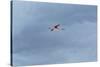 James' Flamingo in Flight Against a Cloudy Dramatic Sky-Alex Saberi-Stretched Canvas