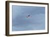 James' Flamingo in Flight Against a Cloudy Dramatic Sky-Alex Saberi-Framed Photographic Print