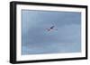 James' Flamingo in Flight Against a Cloudy Dramatic Sky-Alex Saberi-Framed Photographic Print