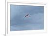 James' Flamingo in Flight Against a Cloudy Dramatic Sky-Alex Saberi-Framed Photographic Print