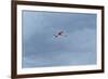 James' Flamingo in Flight Against a Cloudy Dramatic Sky-Alex Saberi-Framed Photographic Print