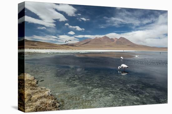 James Flamingos Feeding in Laguna Canapa-Alex Saberi-Stretched Canvas