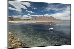 James Flamingos Feeding in Laguna Canapa-Alex Saberi-Mounted Photographic Print