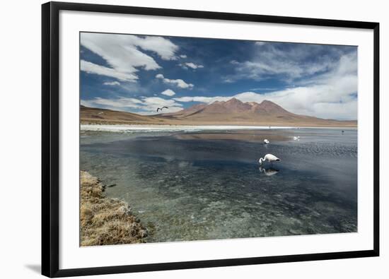 James Flamingos Feeding in Laguna Canapa-Alex Saberi-Framed Photographic Print