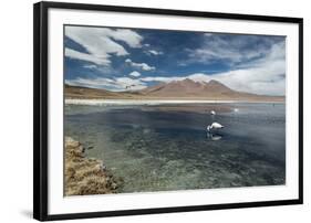 James Flamingos Feeding in Laguna Canapa-Alex Saberi-Framed Photographic Print