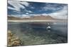 James Flamingos Feeding in Laguna Canapa-Alex Saberi-Mounted Photographic Print