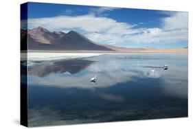 James Flamingos Feeding in Laguna Canapa-Alex Saberi-Stretched Canvas