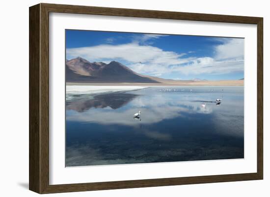 James Flamingos Feeding in Laguna Canapa-Alex Saberi-Framed Photographic Print