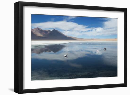 James Flamingos Feeding in Laguna Canapa-Alex Saberi-Framed Photographic Print