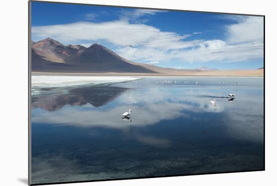 James Flamingos Feeding in Laguna Canapa-Alex Saberi-Mounted Photographic Print