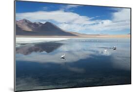 James Flamingos Feeding in Laguna Canapa-Alex Saberi-Mounted Photographic Print