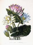 Red, Blue, and White Lotus, of Hindostan, 1781-James Forbes-Framed Giclee Print