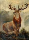 Stag At Bay-James Ford-Stretched Canvas