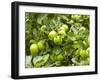 James Grieve Apples, England-Paul Thompson-Framed Premium Photographic Print