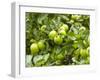 James Grieve Apples, England-Paul Thompson-Framed Premium Photographic Print