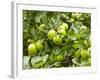 James Grieve Apples, England-Paul Thompson-Framed Photographic Print