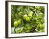 James Grieve Apples, England-Paul Thompson-Framed Photographic Print