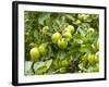 James Grieve Apples, England-Paul Thompson-Framed Photographic Print