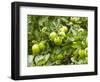 James Grieve Apples, England-Paul Thompson-Framed Photographic Print