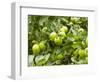 James Grieve Apples, England-Paul Thompson-Framed Photographic Print