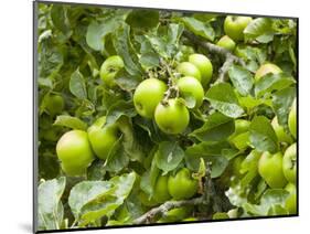 James Grieve Apples, England-Paul Thompson-Mounted Photographic Print
