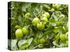 James Grieve Apples, England-Paul Thompson-Stretched Canvas