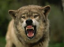 Grey Wolf Growling, Montana, United States of America, North America-James Gritz-Photographic Print