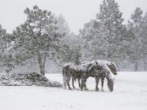 Horses in a Snowstorm, Colorado, United States of America, North America-James Gritz-Photographic Print