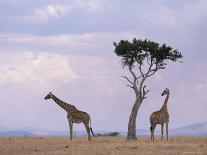 Two Giraffes with Acacia Tree, Masai Mara, Kenya, East Africa, Africa-James Gritz-Photographic Print