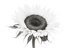 Sunflower Noir - Edge-James Guilliam-Giclee Print