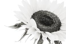 Sunflower Noir - Close-James Guilliam-Giclee Print