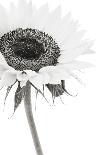 Sunflower Noir - Close-James Guilliam-Giclee Print